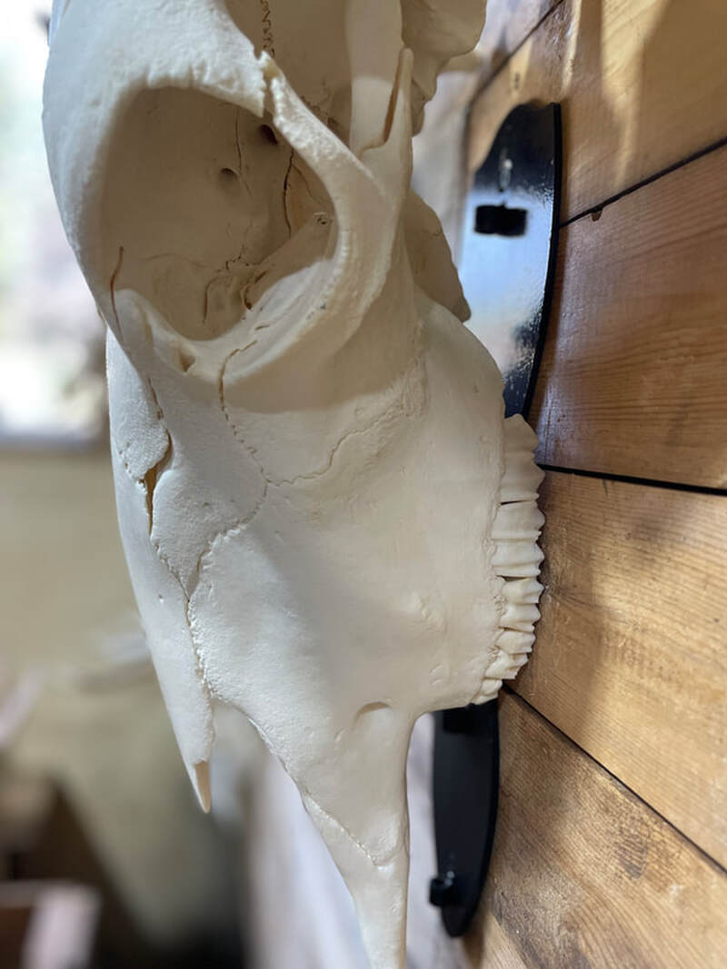 Yak skull
