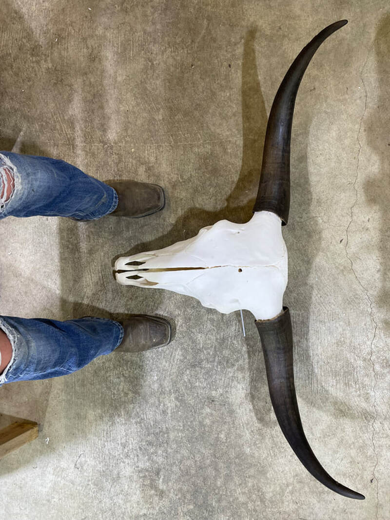 Yak bull skull